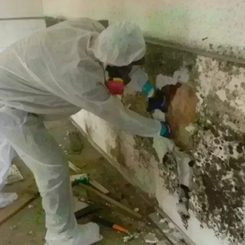 Mold Remediation and Removal in Grundy County, TN